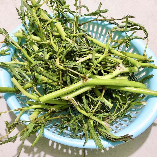 Rau nhút lặt sạch tươi ngon nhà trồng